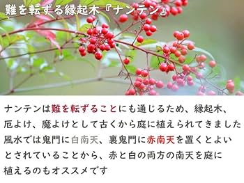 南天の苗2株。高さ約5センチ 抜き苗　縁起木 難を転ずる　赤い実。 楽天市場】なんてん苗木 南天 赤実 赤南天 ナンテン 寝巻苗 縁起